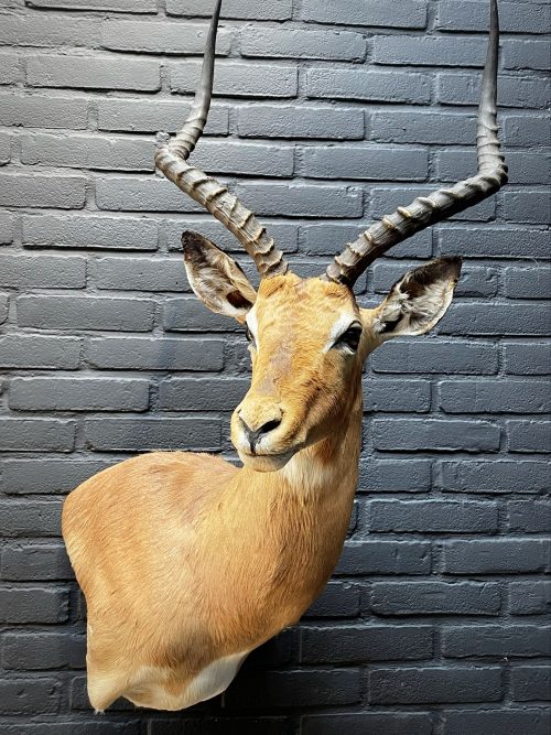 Jachttrofee van een impala