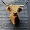 Opgezette kop van een Schotse hooglander
