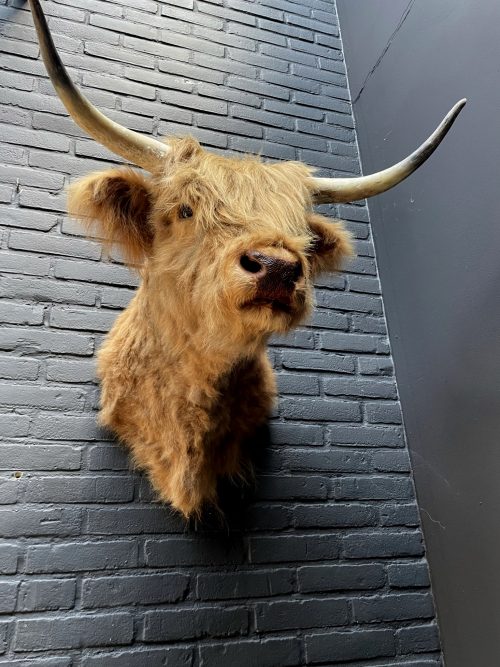 Opgezette kop van een Schotse hooglander