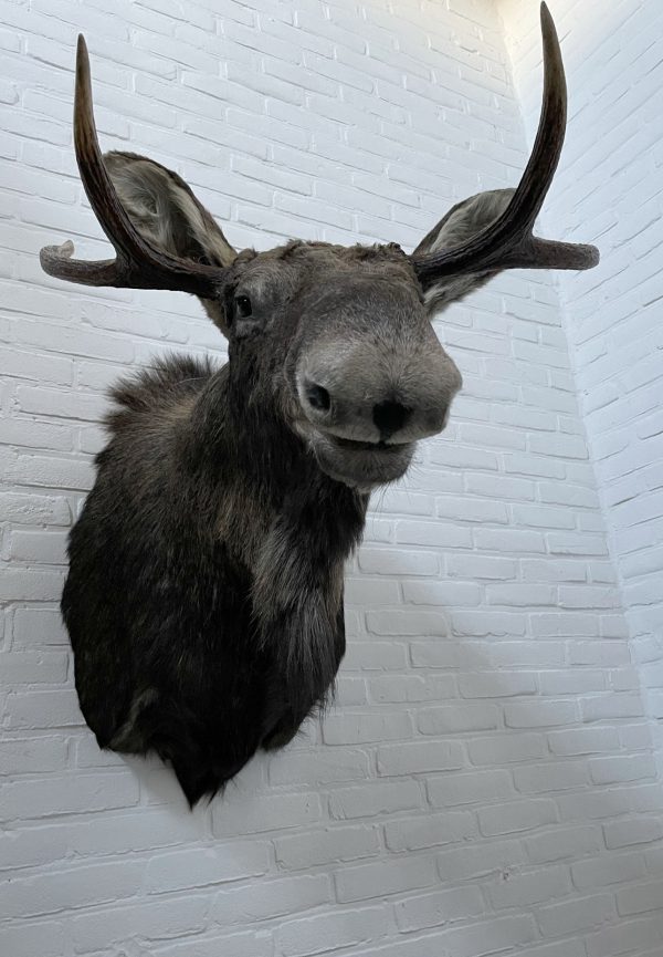 Opgezette kop van een Scandinavische eland
