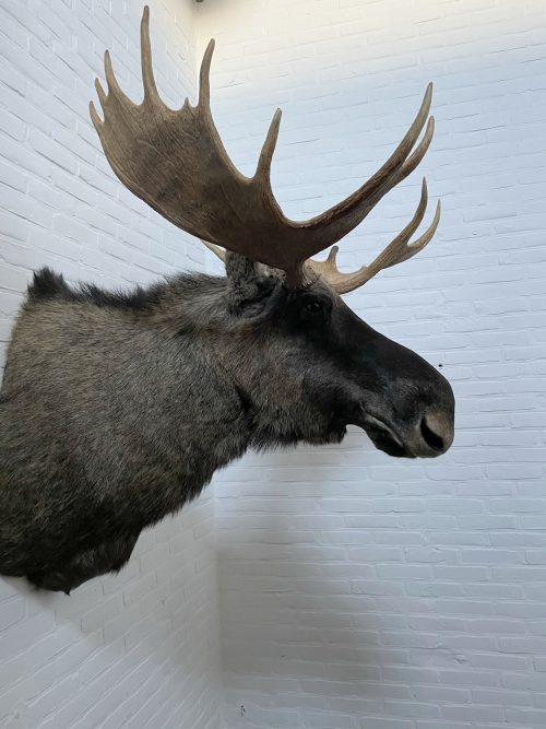 Opgezette kop van een Scandinavische eland