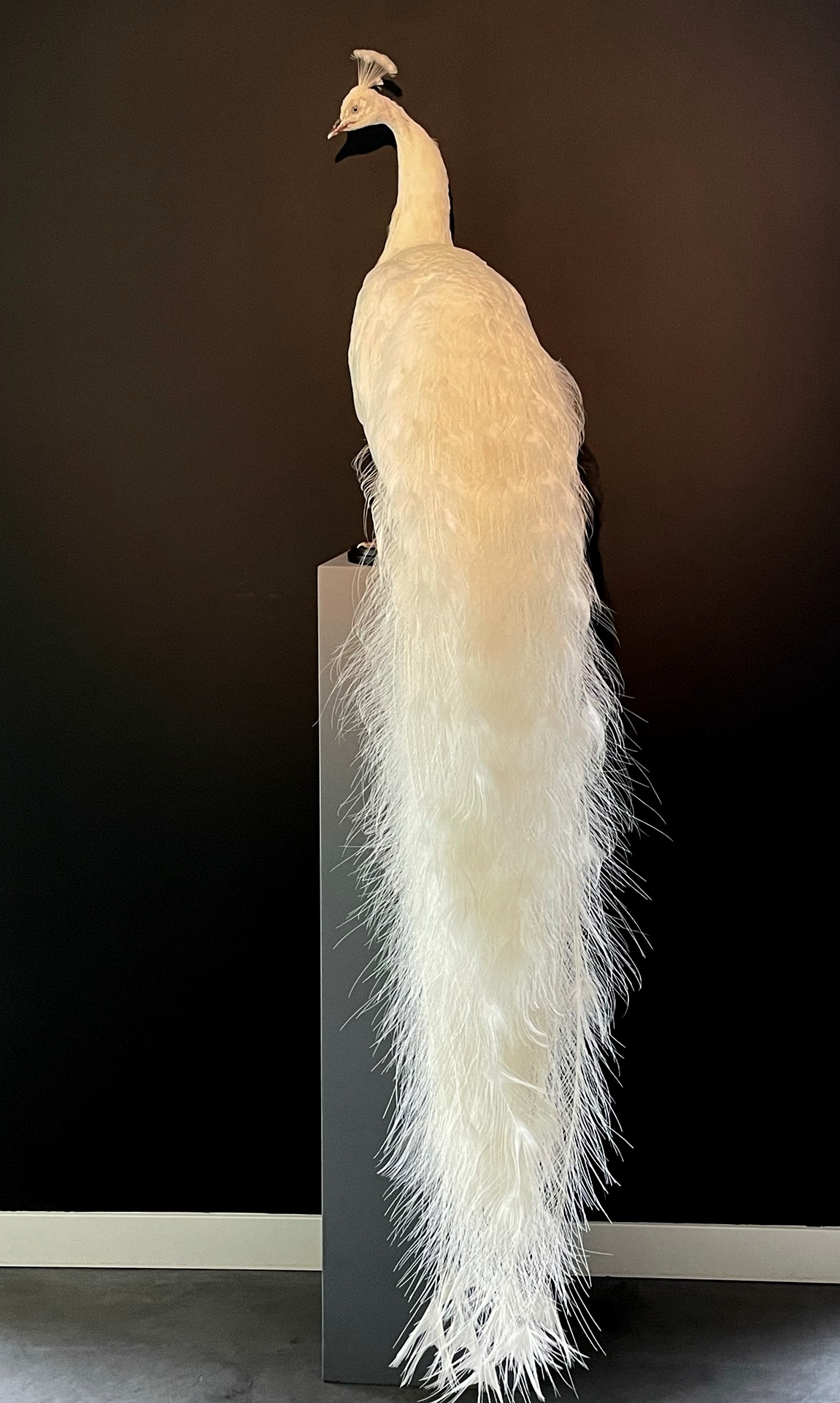 te veel Uitdrukkelijk perzik Opgezette witte pauw - BEAST Interiors
