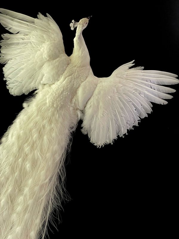 Opgezette witte pauw