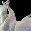 Opgezette witte pauw