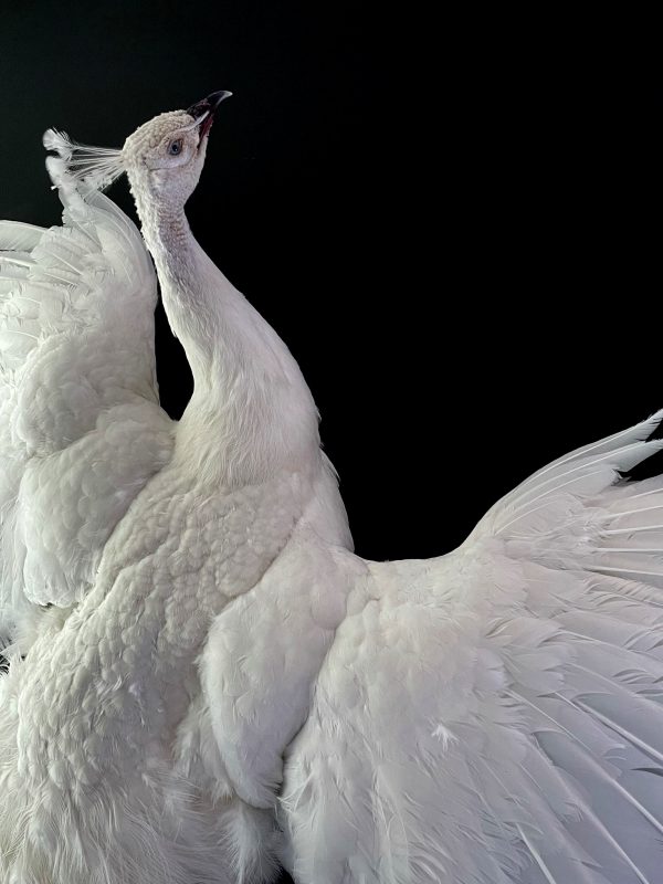 Opgezette witte pauw