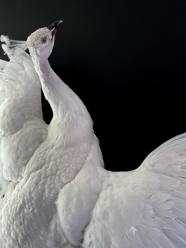 Opgezette witte pauw in vliegende pose