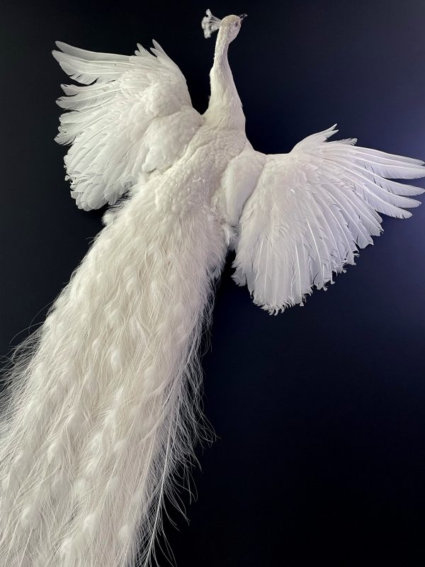 Opgezette witte pauw
