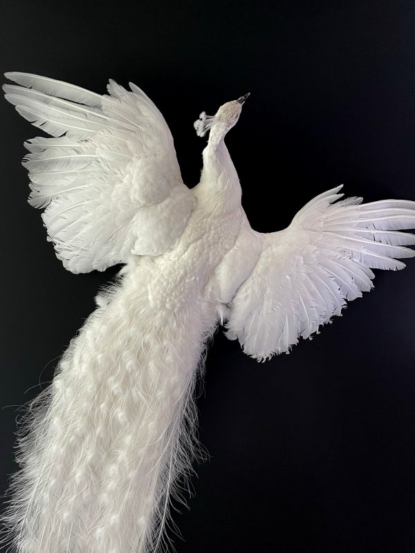 Opgezette witte pauw