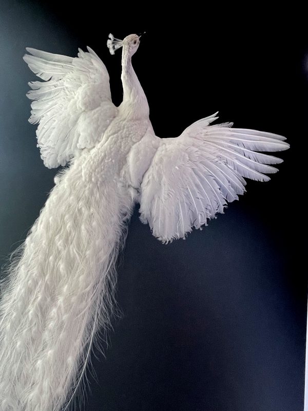 Opgezette witte pauw