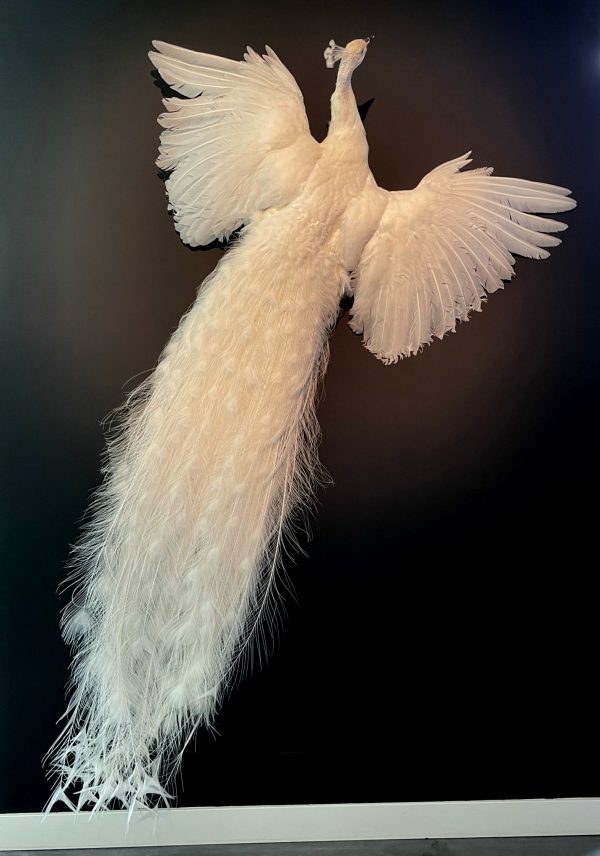 Opgezette witte pauw