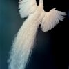 Opgezette witte pauw in vliegende pose