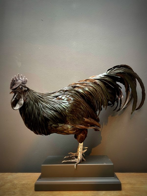 Opgezette haan (Ayam Cemani)