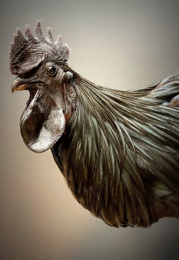 Opgezette haan (Ayam Cemani)