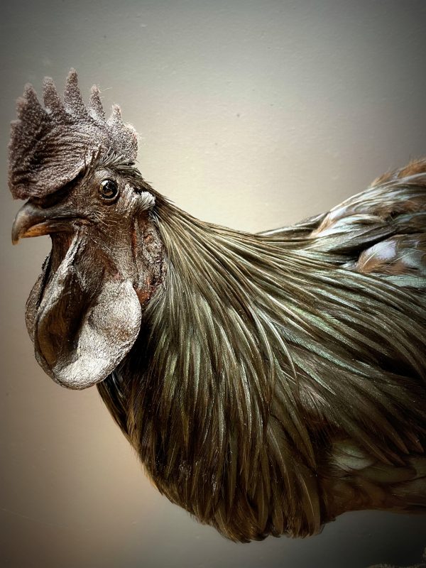 Opgezette haan (Ayam Cemani)