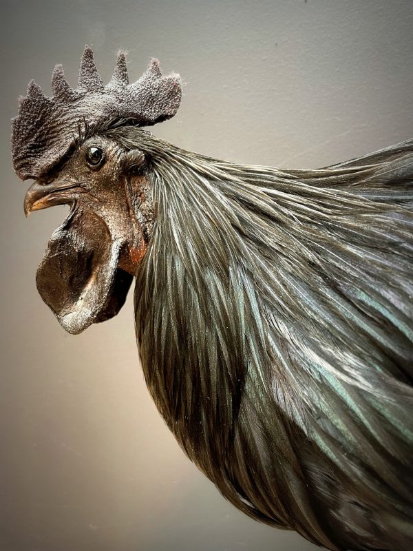 Opgezette haan (Ayam Cemani)