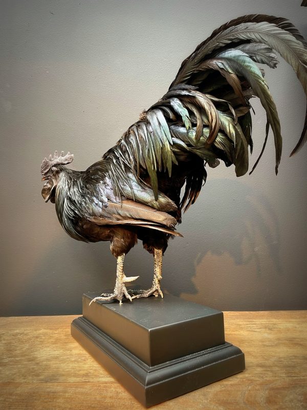 Opgezette haan (Ayam Cemani)