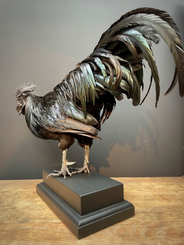 Opgezette haan (Ayam Cemani)