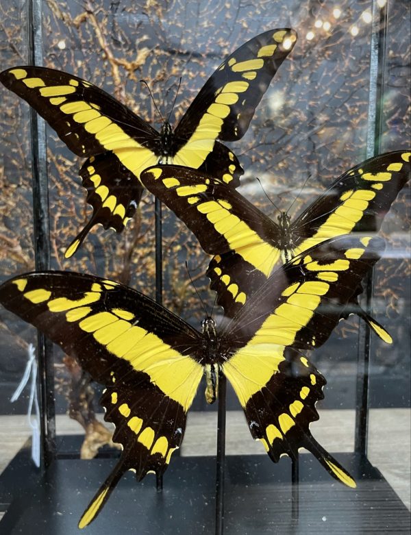 Moderne glazen kast met vlinders