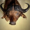Nieuwe opgezette kop van een kafferbuffel