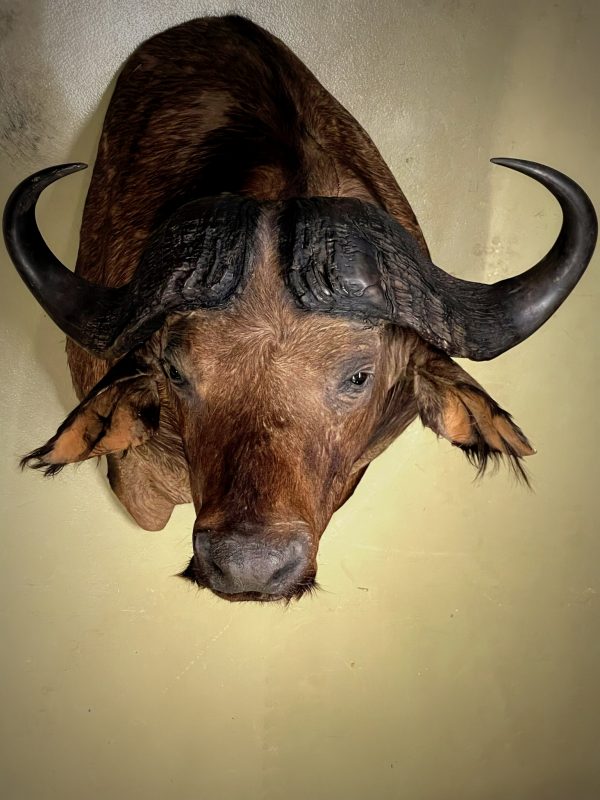Nieuwe opgezette kop van een kafferbuffel