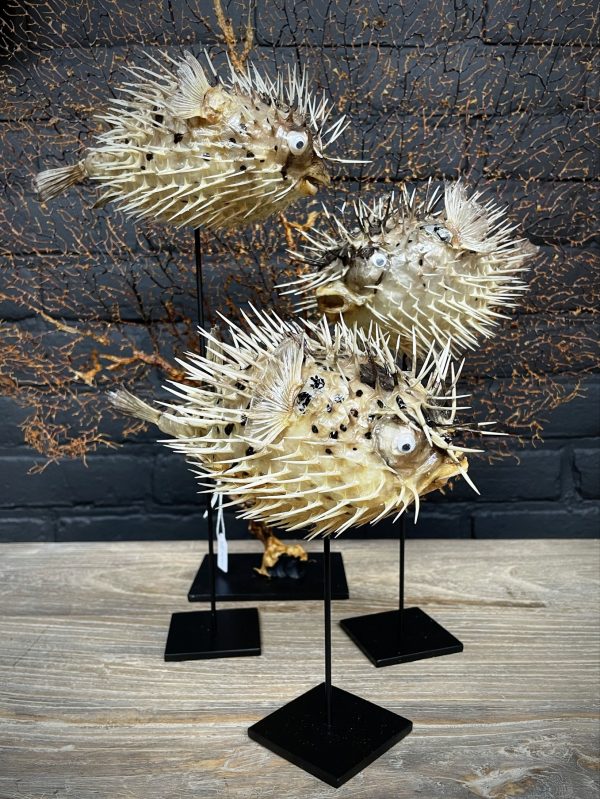 Decoratieve set van 3 kogelvissen