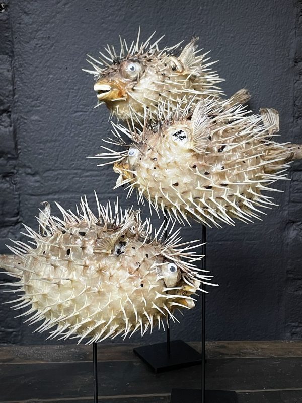 Decoratieve set van 3 kogelvissen