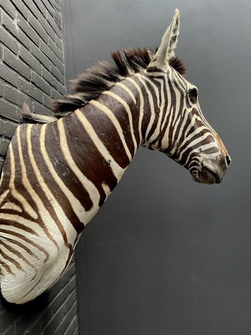 Opgezette zebrakop