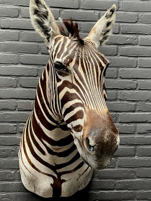 Opgezette zebrakop