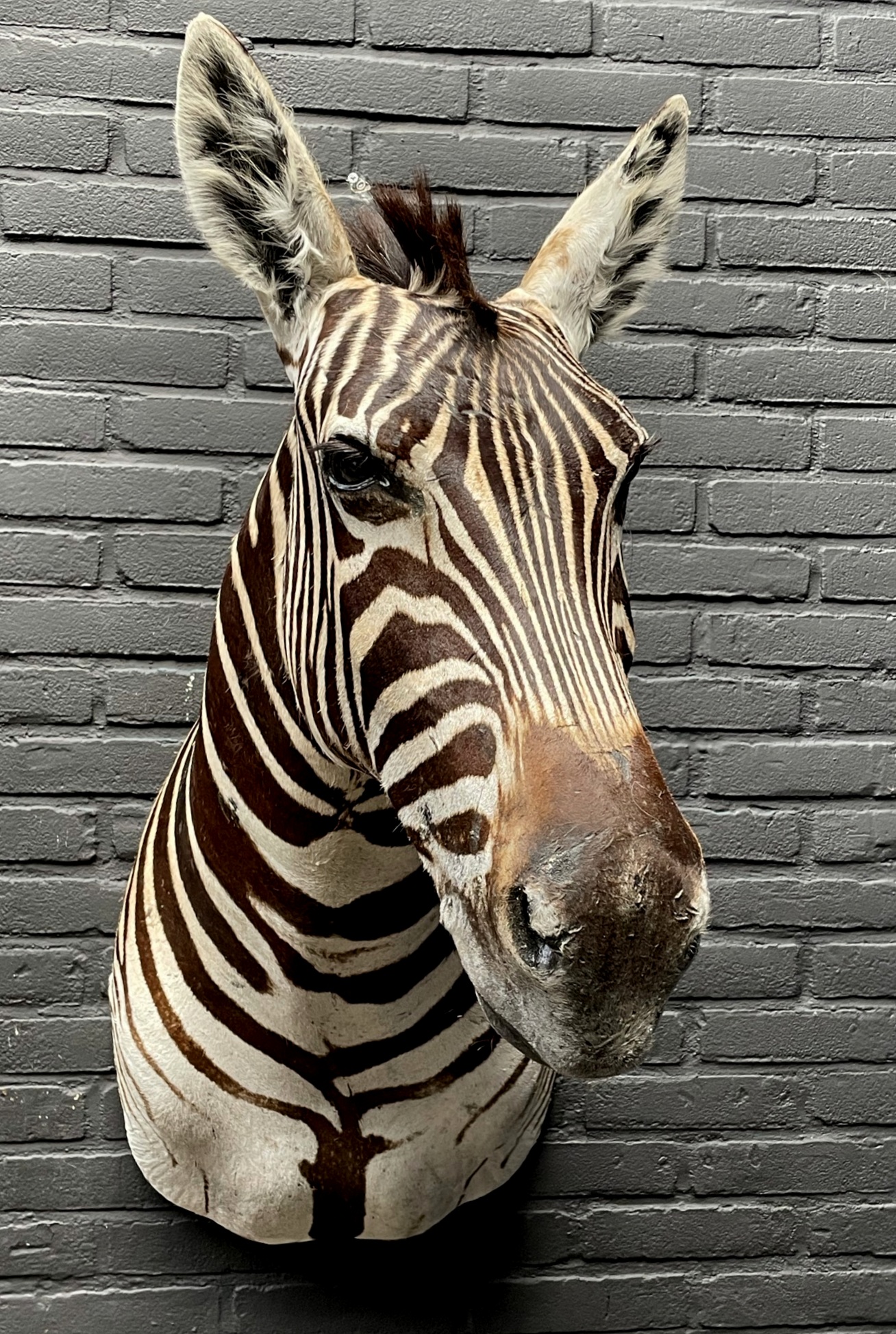 Mounted zebra head BEAST Interiors