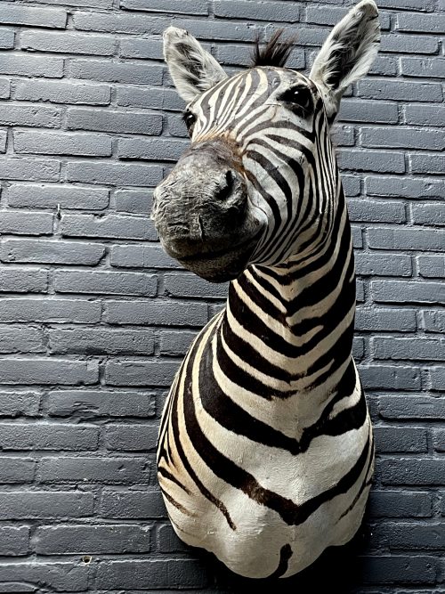 Opgezette zebra