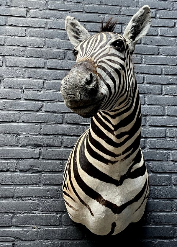 Opgezette zebra
