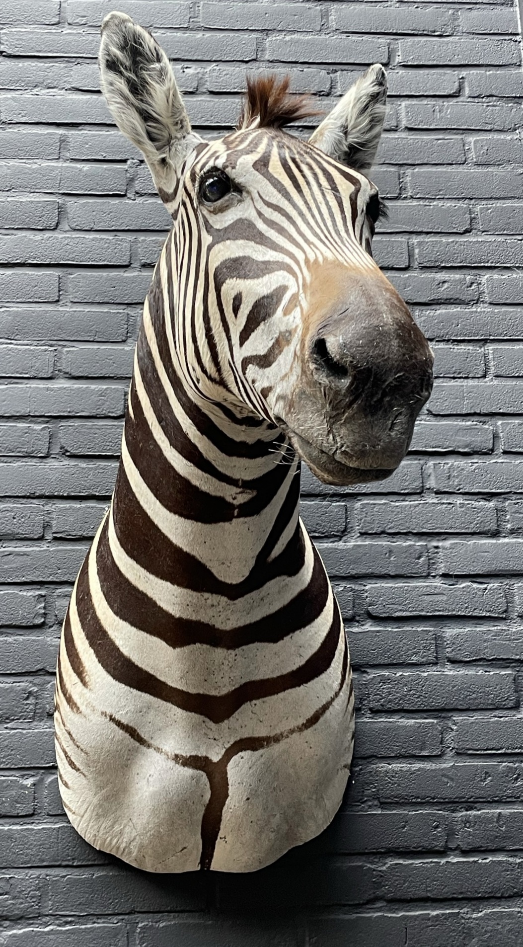 Zebra Kopf BEAST Interiors