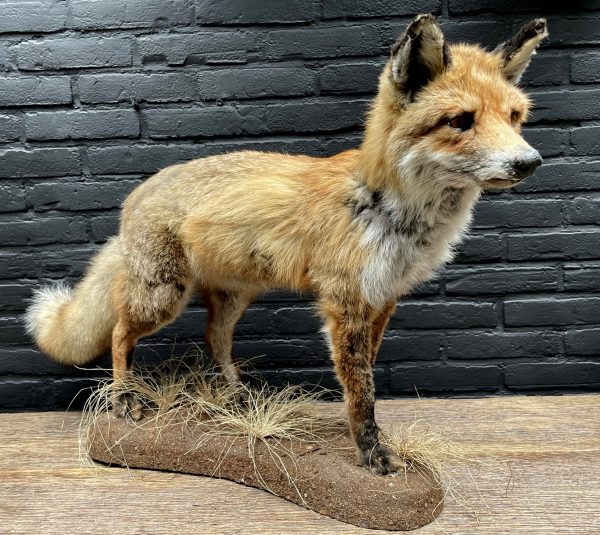 Mounted fox BEAST Interiors