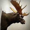 Canadese eland kop