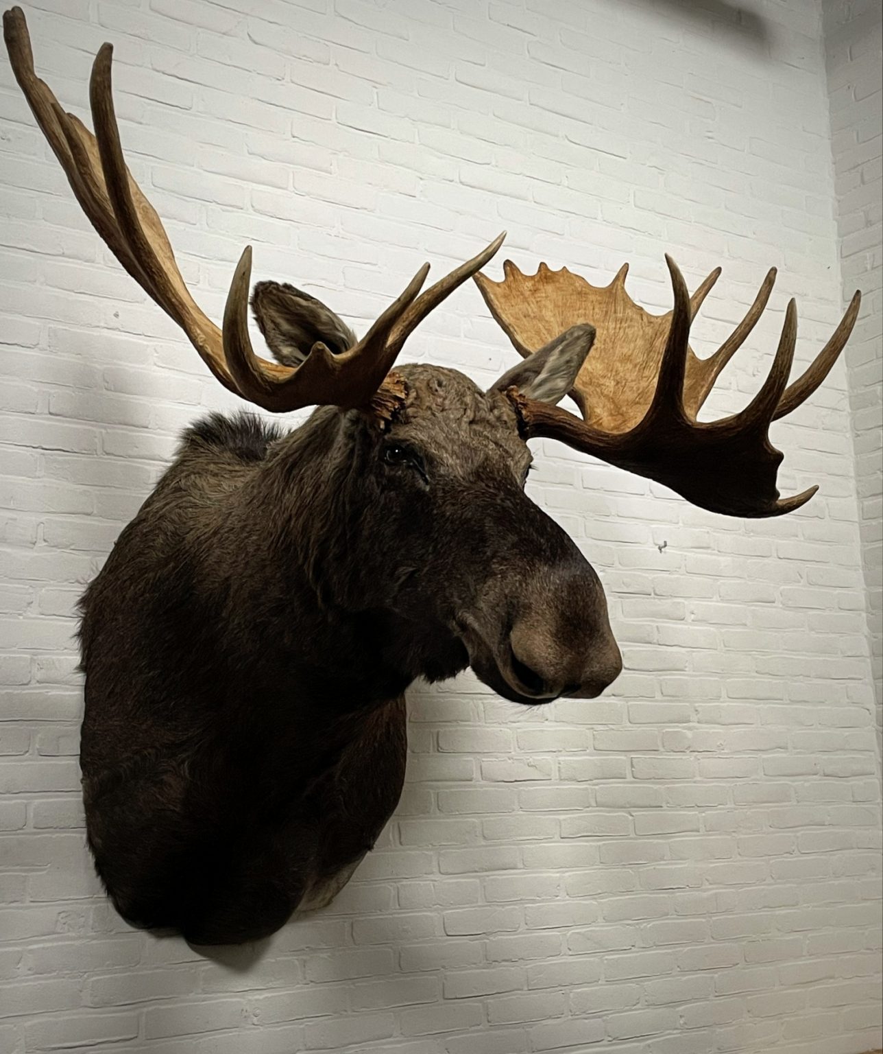 Canadian moose head BEAST Interiors