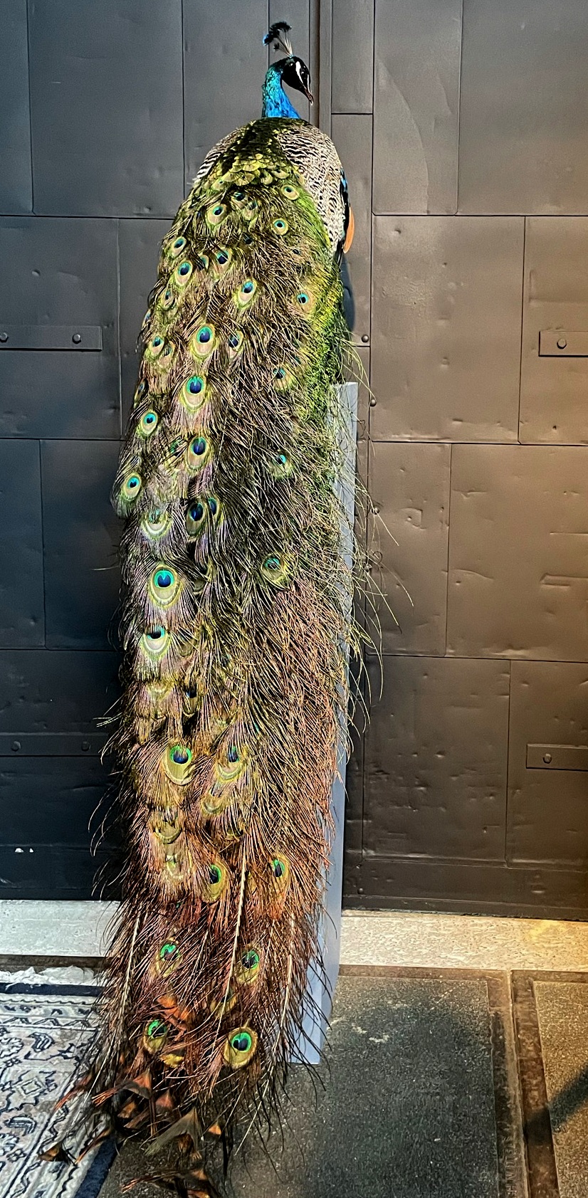 Mounted Peacock BEAST Interiors