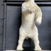 Nieuwe opgezette ijsbeer