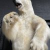 Nieuwe opgezette ijsbeer