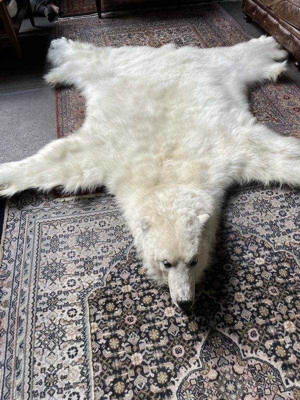 Prachtige wintervacht van een ijsbeer