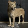 Recent opgezette leeuw (leeuwin)