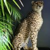 Recent opgezette Cheetah