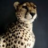 Recent opgezette Cheetah