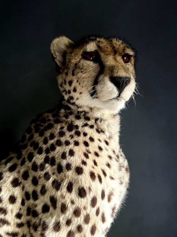 Recent opgezette Cheetah