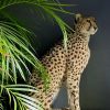 Recent opgezette Cheetah