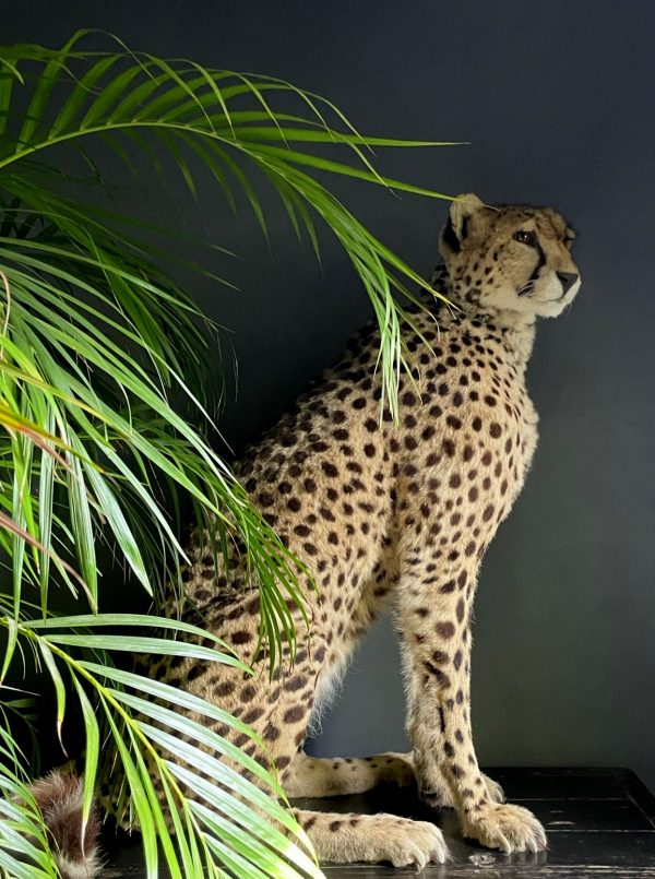 Recent opgezette Cheetah