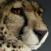 Recent opgezette Cheetah