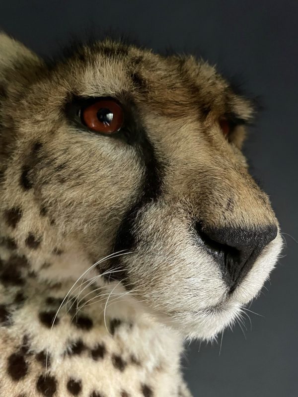 Recent opgezette Cheetah