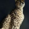 Recent opgezette Cheetah