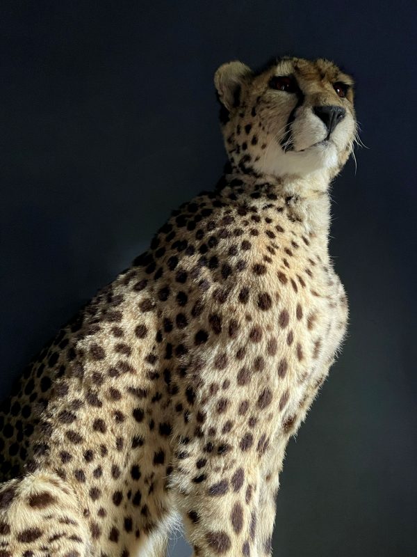 Recent opgezette Cheetah