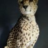 Recent opgezette Cheetah